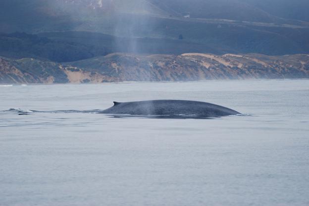 BlueWhale-by-david-slater-cc