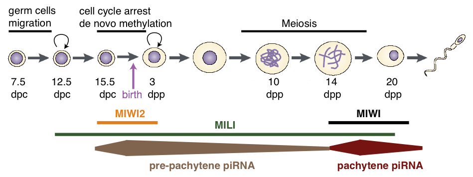 Diagram of piRNAs and Piwi proteins