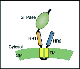 Schematic of mitofusin protein