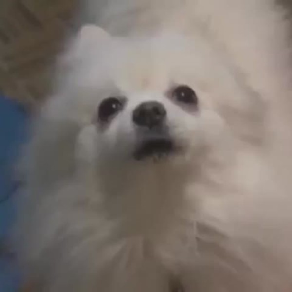 Borker
