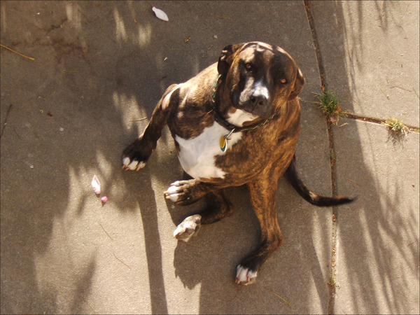 Bubba zoom