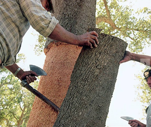 What You Should Know About Cork Flooring