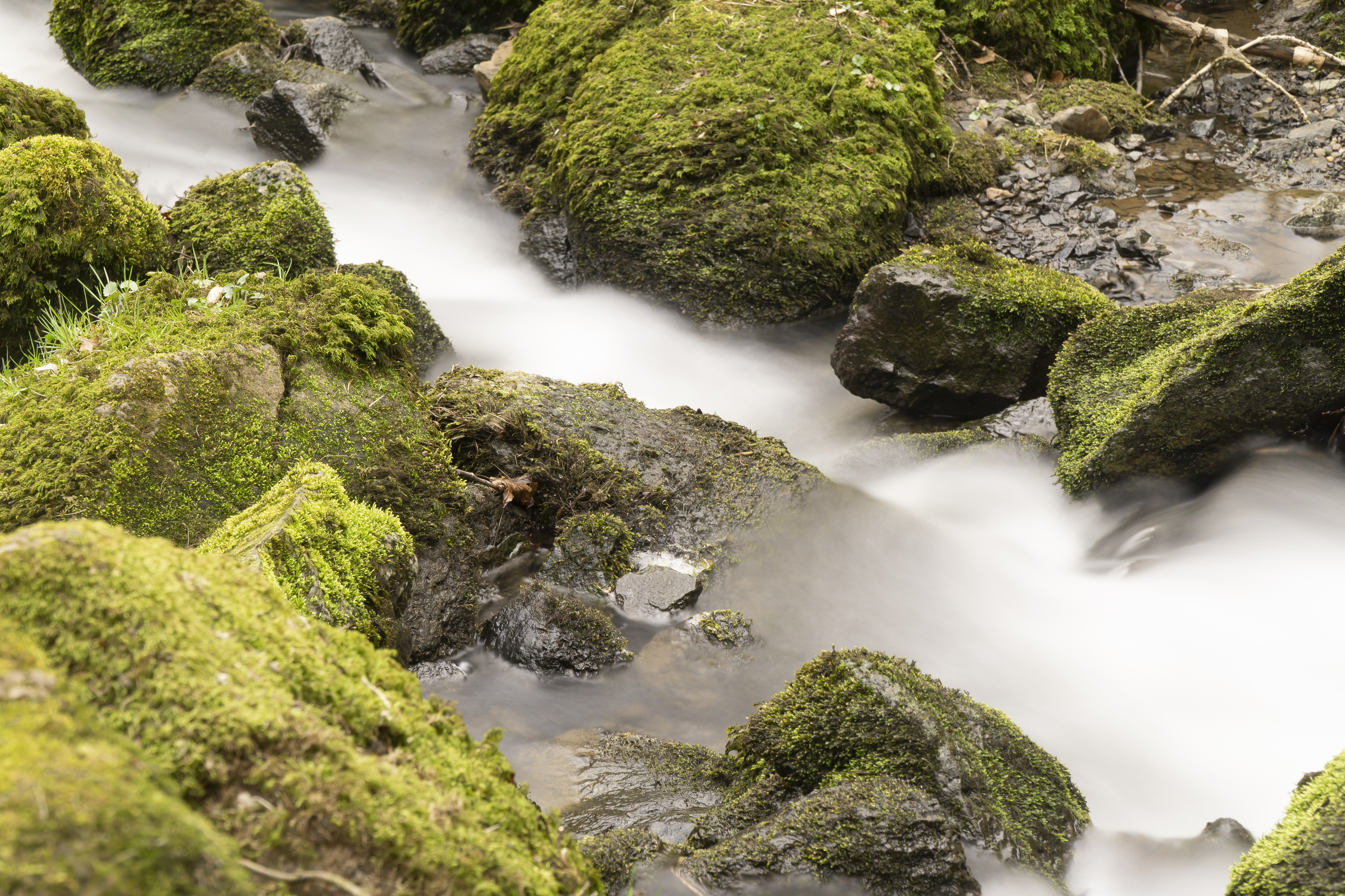 How to Grow Moss