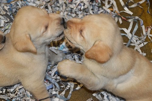 wo young Yellow Lab puppies play in the whelping kennel.
