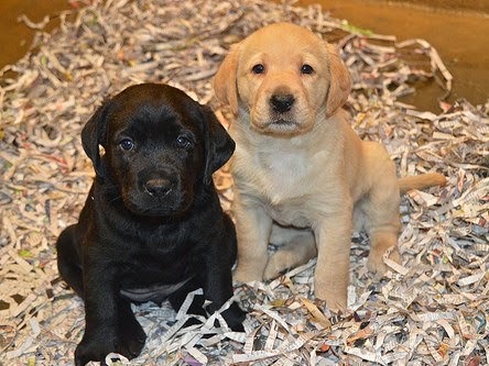 Bookends - a black Lab puppy and a yellow Lab puppy sitting side by side.