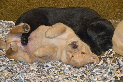 A Yellow and Black Lab puppy cuddled together.