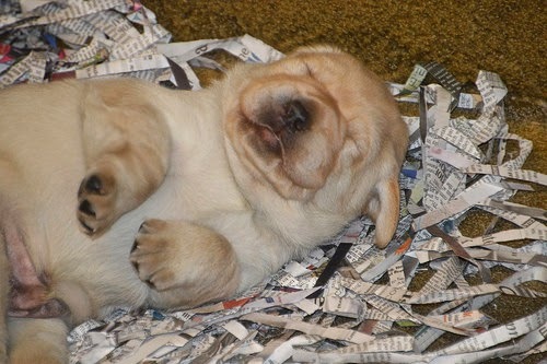 A Yellow Lab puppy sleeps facing up.