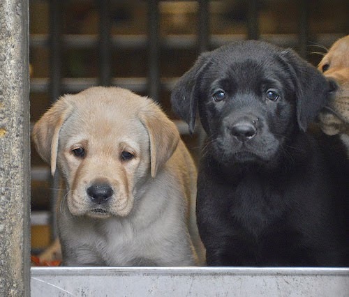 A yellow Lab puppy and a black Lab puppy posing side by side.