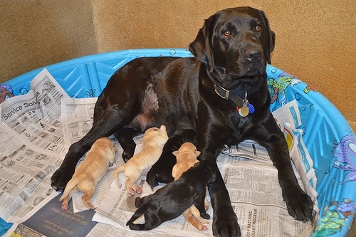 A black Lab breeder dog nursing her litter of pups.