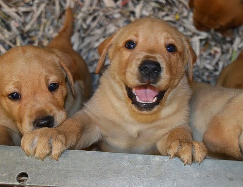 A grinning yellow Lab puppy.