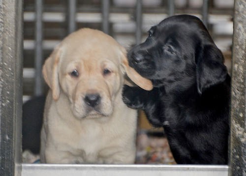 A black Lab puppy nuzzling the ear of a yellow Lab puppy.