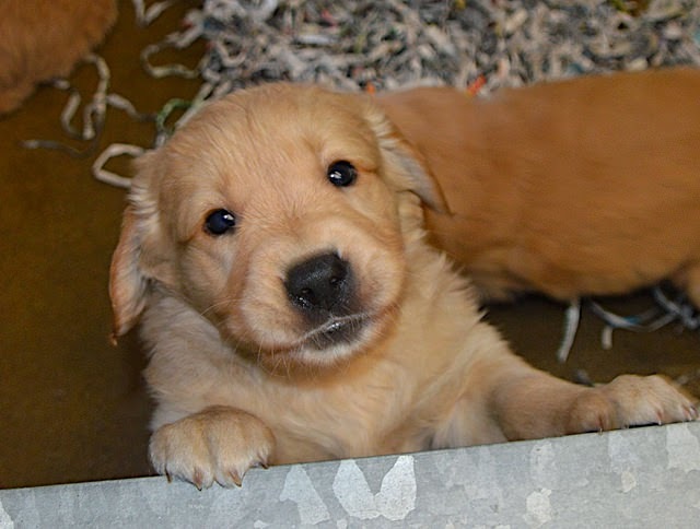 A Golden Retriever puppy