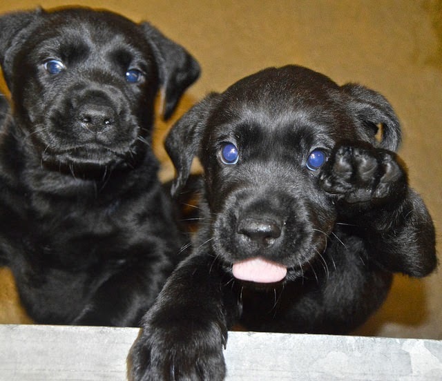 Two black Lab puppies, one with his little pink tongue sticking out.
