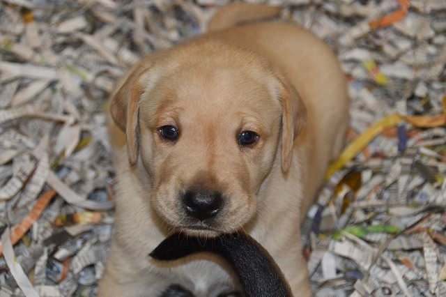 A yellow Lab puppy looking into the camera.