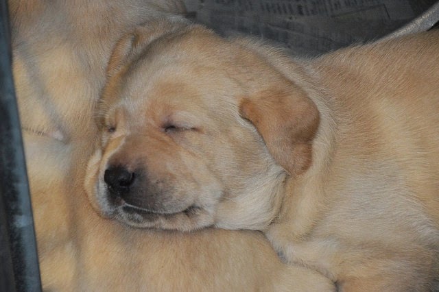 A snoozing yellow Lab puppy.