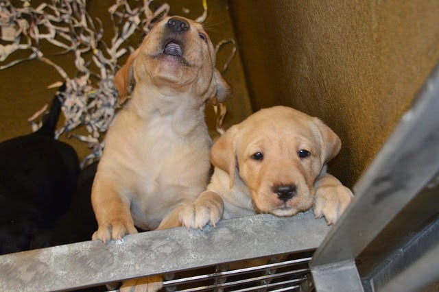 Two tiny yellow Lab puppies.