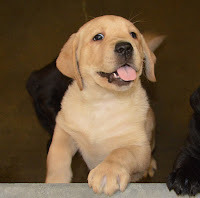 A yellow Lab puppy