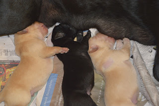 Three sleeping baby Labrador Retriever puppies.