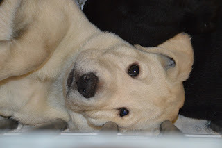A yellow Lab puppy