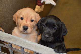 Two puppies - a yellow Lab and a black Lab - posing for the camera.