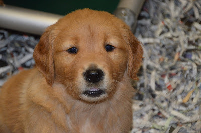 A Golden Retriever puppy looking into the camera