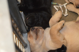 A baby yellow Lab puppy asleep on its back.