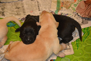 A baby yellow Lab sleeping on top of a black Lab littermate