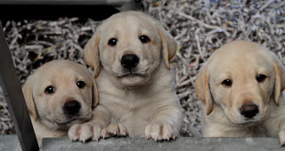 Three fluffy Golden Retriever puppies looking into the camera.