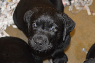A baby black Lab puppy looking into the camera