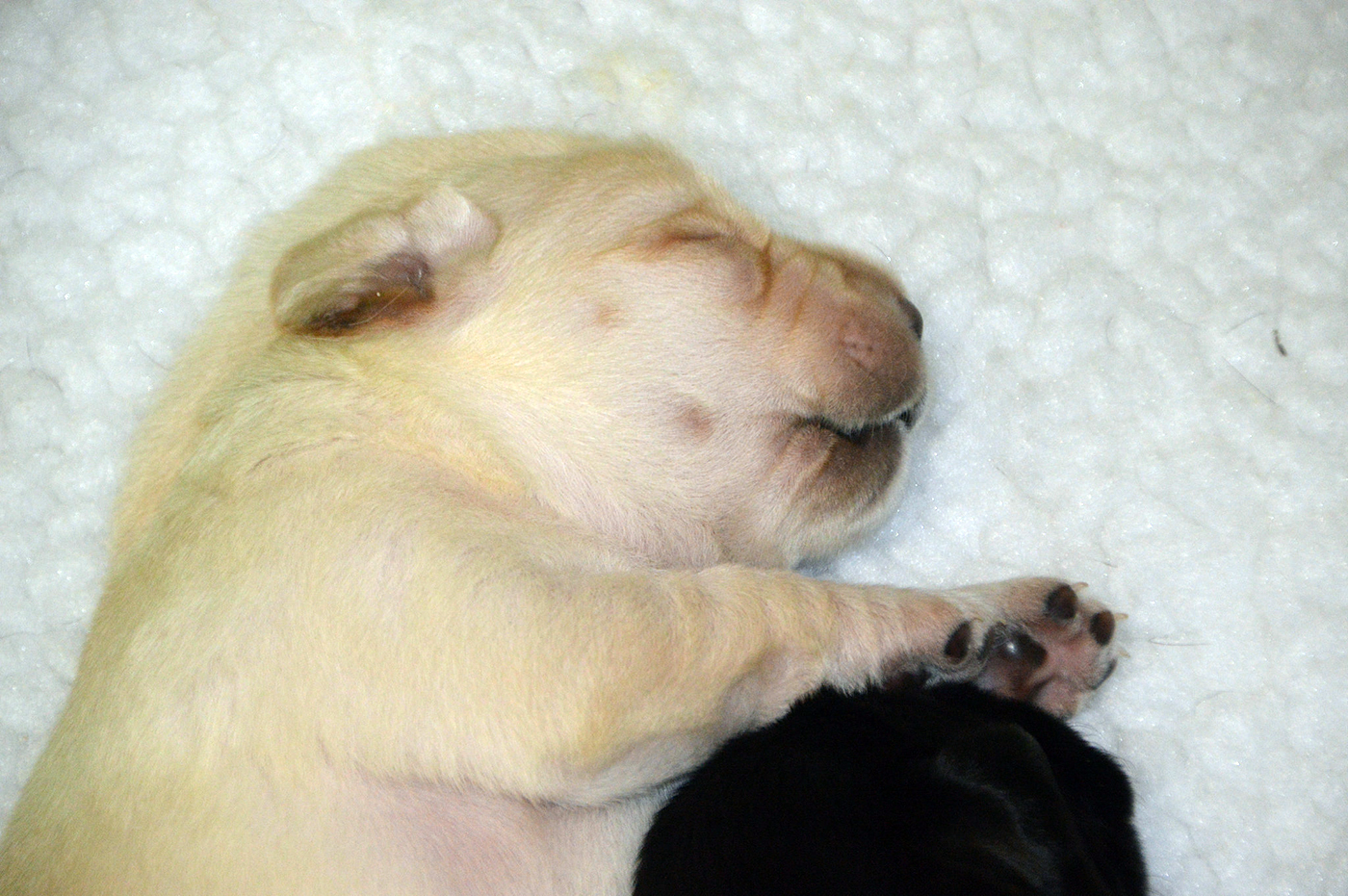 A snoozing baby yellow Lab puppy.