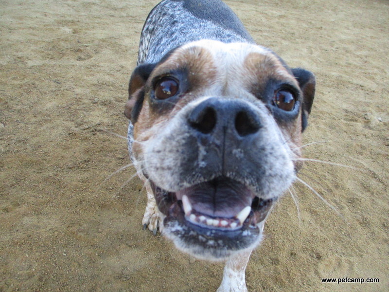 Limitations of Pet Care Apps Pet Care Apps Limitations