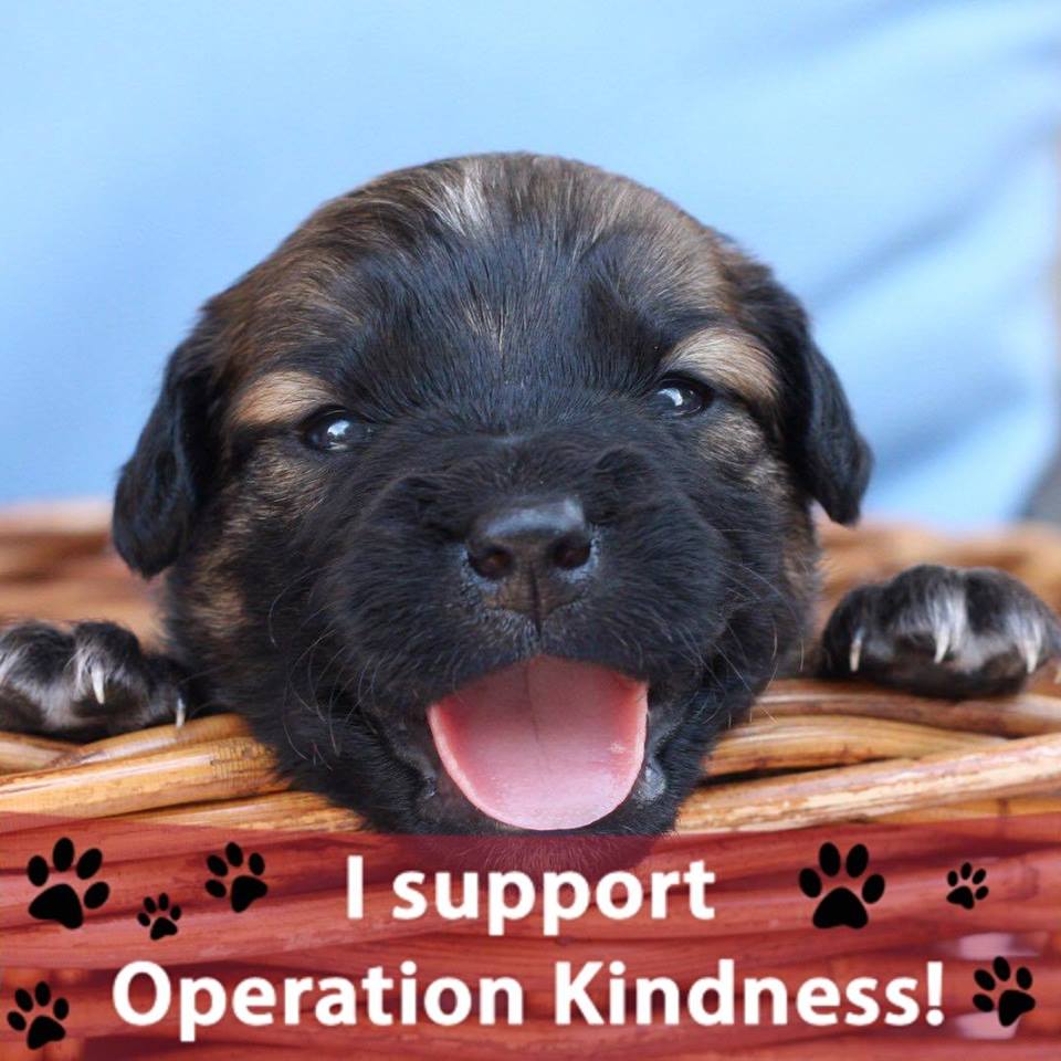 Operation Kindness
