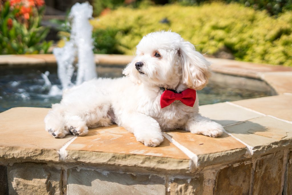 puppy-plano-pampered-fun-dog-pool