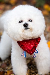 baylor_scott-white-therapy-dogs-puppies