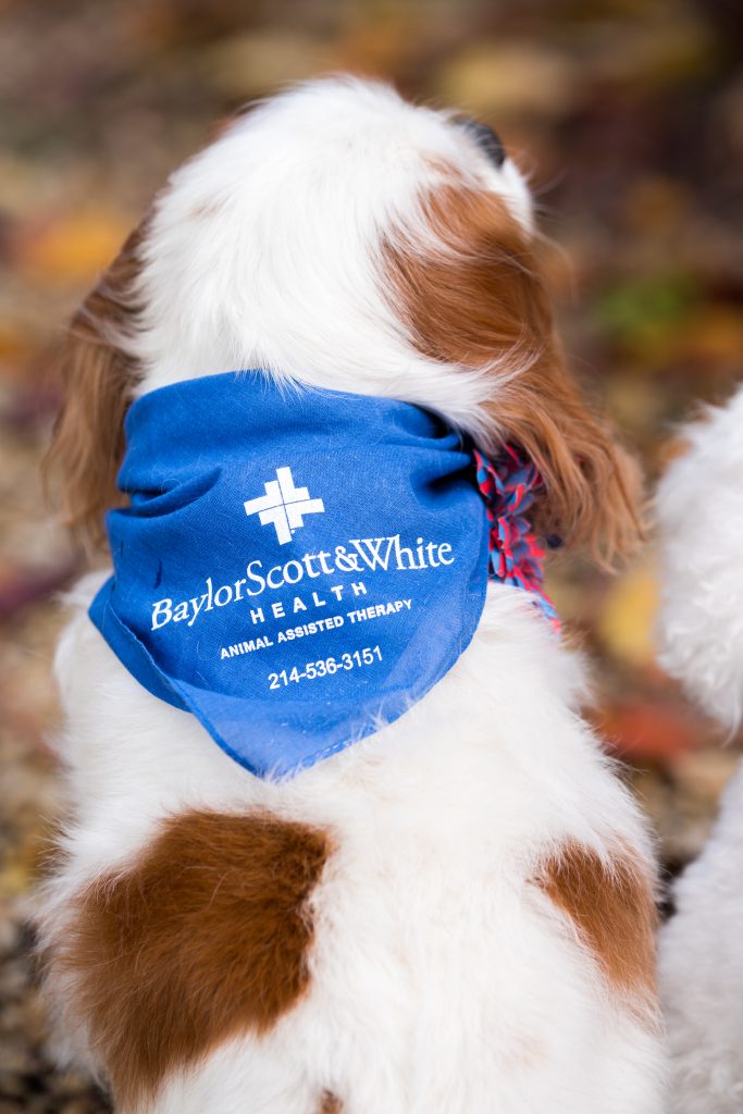 baylor_scott-white-therapy-dogs-puppies