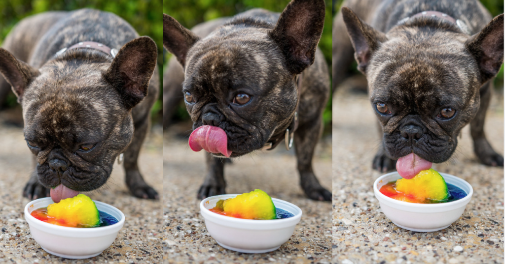 Sugar Mountain, son-cones, Plano, Texas, dog
