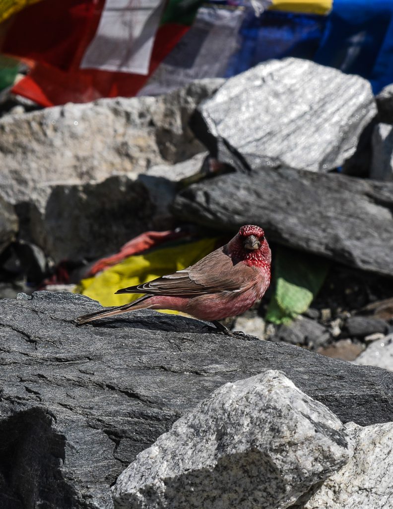 Chet Tucker, Flowtography, Kelly, Himalayan rosefinch