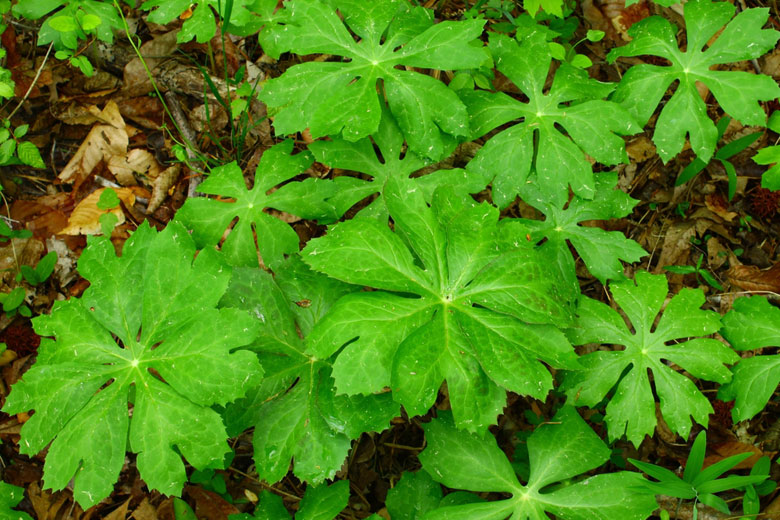 Stanford scientists produce cancer drug from rare plant in lab to