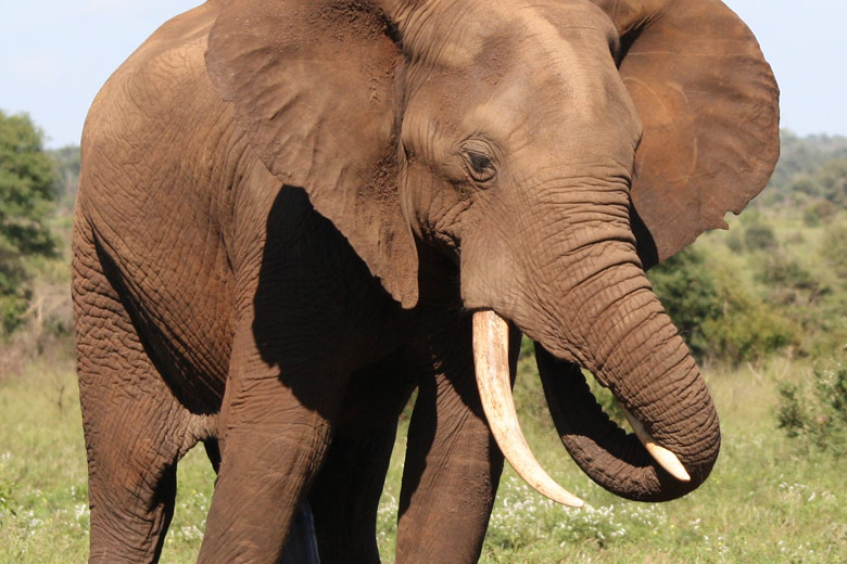 Stanford Researcher Imagines A World Without Large Plant eating Animals