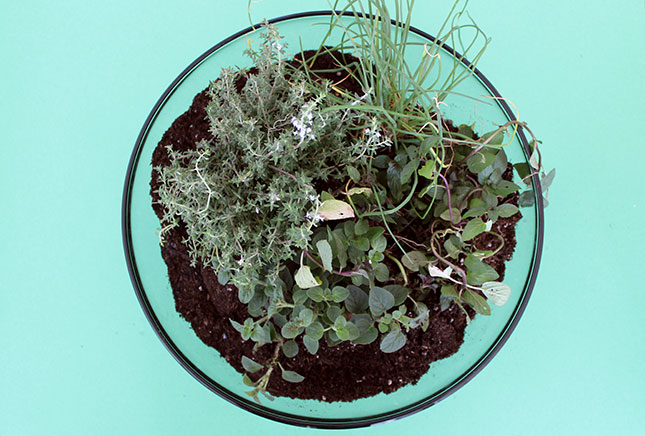 Create Your Own Herb Terrarium Centerpiece | Brit + Co