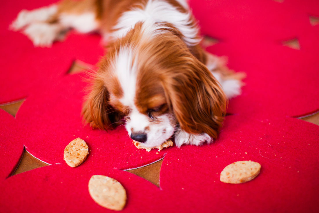 Apple Asiago Dog Treats = A Puppy Bowl Must Have! Brit + Co