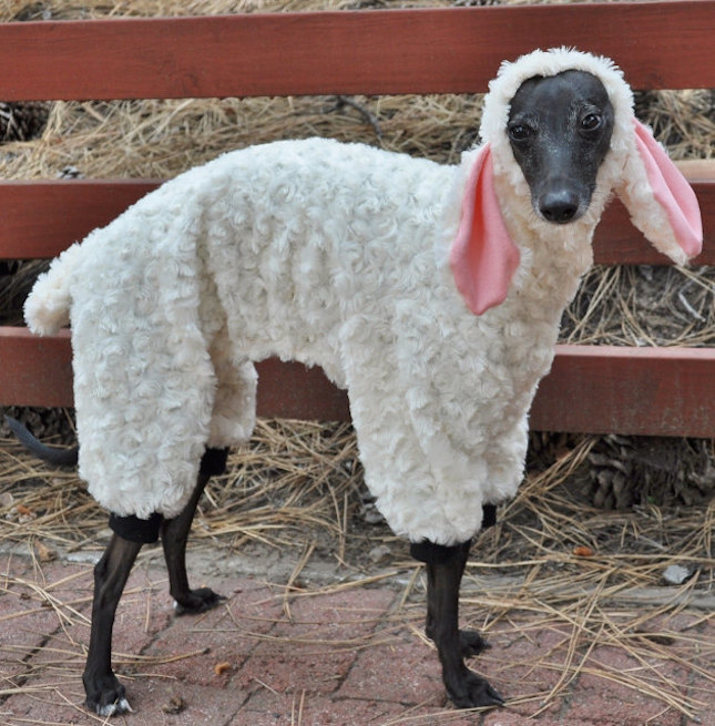 22 Funny Dog Costumes for Halloween Brit + Co