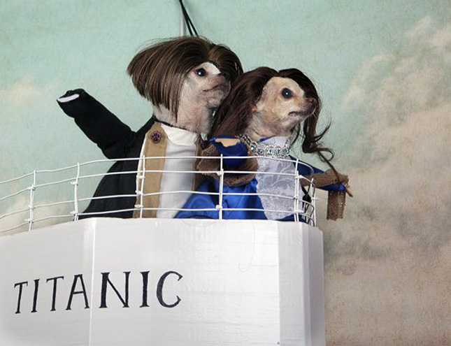 pug titanic 33 titanic pug titanic 33 titanic