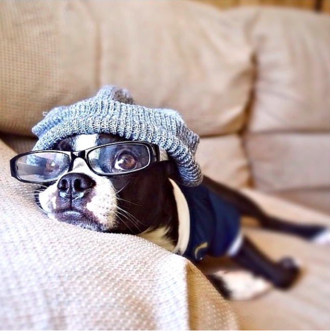These Dapper Dogs Are the Next MustFollow Instagram Celebs Brit + Co