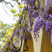 photo of wistaria on Arms Laboratory at Caltech