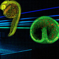 graphic from Beckman Institute