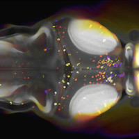 An image of a zebrafish brain with NPY-expressing neurons labeled