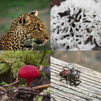 A collage showing a variety of lifeforms
