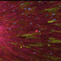 research graphic from the Rosen Center