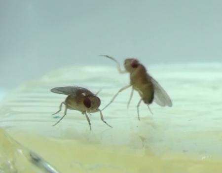 fighting flies caltech